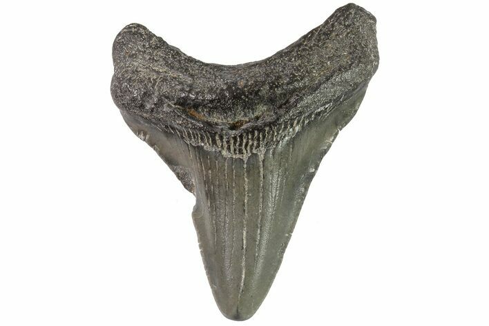 Juvenile Megalodon Tooth - Georgia #83699